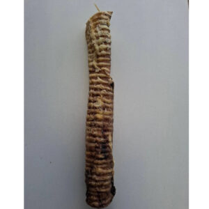 Whole Trachea