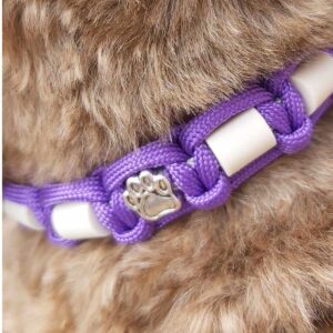 Harbour Hounds Purple2 Tic Collar